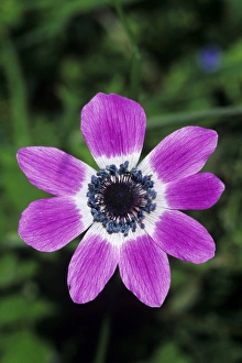 Greek Island Prints: Poppy Anemone, Anemone coronaria, blooming, Samos, Greek Island, Greece