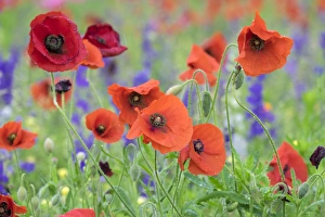 Poppy field, Mount Olive, North Carolina, USA