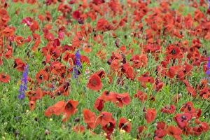 North Carolina Prints: Poppy field, Mount Olive, North Carolina, USA