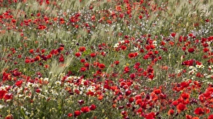 Images Dated 1st April 2009: Poppy field in southern Morocco