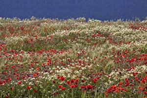 Images Dated 1st April 2009: Poppy field in southern Morocco
