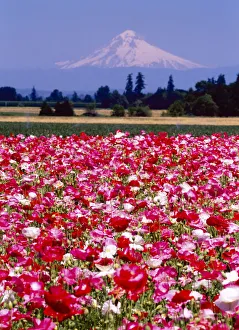 Copy Space Prints: Poppy Field, Willamette, Mt. Hood, Oregon Valley