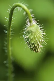 Images Dated 25th June 2019: Poppy flower bud