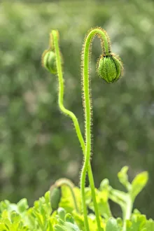 Stem Prints: Poppy Flower buds, USA