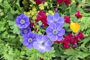 Images Dated 11th May 2015: Poppy-Flowered Anemone, USA