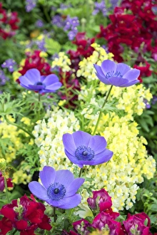 Images Dated 11th May 2015: Poppy-Flowered Anemone, USA