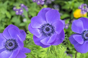 Images Dated 11th May 2015: Poppy-Flowered Anemone, USA