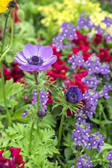 Images Dated 11th May 2015: Poppy-Flowered Anemone, USA