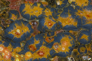 Images Dated 1st September 2012: Poppy Jasper