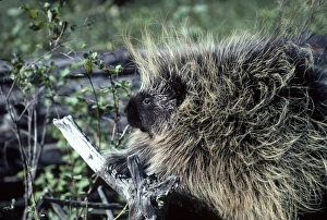 Quill Prints: Porcupine (Erethizon dorsatum) MT