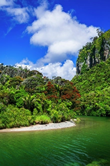 Fern Prints: The Pororari River, Paparoa National Park, Punakaiki, New Zealand