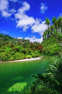 Fern Prints: The Pororari River, Paparoa National Park, Punakaiki, New Zealand