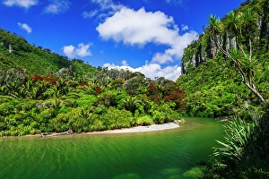 Fern Prints: The Pororari River, Paparoa National Park, Punakaiki, New Zealand