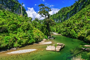 Fern Prints: The Pororari River, Paparoa National Park, Punakaiki, New Zealand