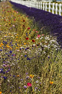 Poppies Prints: Port Angeles, Washington. Blooming wildflowers, lavender, and a white picket fence