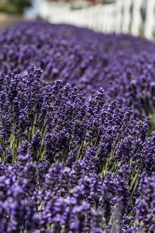 Blurred Prints: Port Angeles, Washington. Field of lavender and a white fence