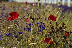 Dance Prints: Port Angeles, Washington. Meadow of red poppies, blue bachelor buttons and other flowers