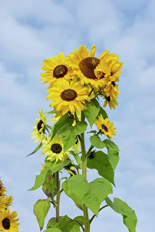 Tall Prints: Port Townsend, Washington State, USA. Tall sunflower plants