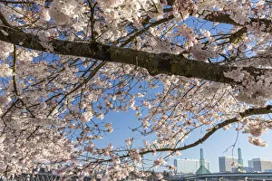 Portland Prints: Portland, Oregon. Cherry tree in bloom at Tom McCall Waterfront Park in downtown