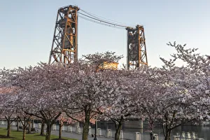 Portland Prints: Portland, Oregon. Cherry trees in bloom at Tom McCall Waterfront Park on the Willamette