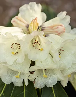 Images Dated 26th January 2021: Portland, Oregon. Rhododendron in bloom at Crystal Springs Rhododendron Garden
