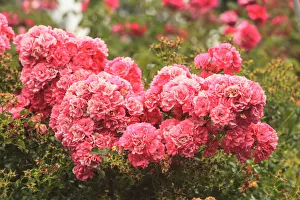 Portland Rose Garden, Portland, Oregon, USA