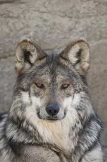 Images Dated 20th January 2007: Portrait of an Adult Wolf, captive