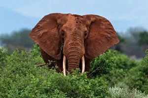 Tsavo Prints: Portrait of an African elephant
