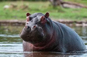 Staring Prints: Portrait of an alert hippopotamus