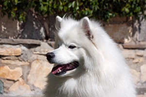 Images Dated 29th February 2012: Portrait of an American Eskimo Dog