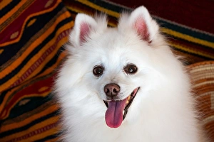 Images Dated 17th October 2009: Portrait of an American Eskimo Dog