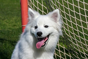 Images Dated 20th January 2010: Portrait of an American Eskimo Puppy
