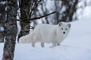 Troms Prints: Portrait of an arctic fox, Vulpes lagopus, in the snow. Polar Park, Bardu, Troms, Norway