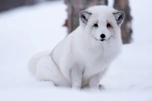 Portrait of an arctic fox, Vulpes lagopus, in the snow. Polar Park, Bardu, Troms, Norway