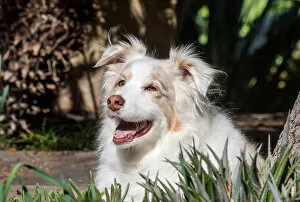 Images Dated 19th February 2007: Portrait of an Australian Shepherd