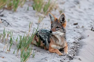 Canis Mesomelas Prints: Portrait of a black-backed jackal