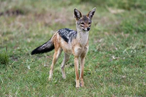 Carnivora Prints: Portrait of a black-backed jackal