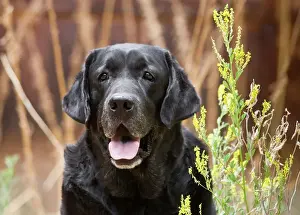 Nostalgia Prints: Portrait of a Black Labrador Retriever sitting by some yellow flowers