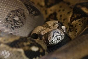 Images Dated 8th June 2005: portrait of a Boa, Boa constrictor, native to Central and South America