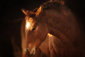 Foal Prints: Portrait of brown foal in soft light