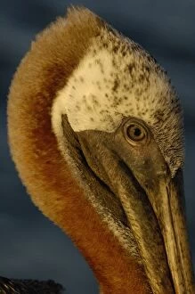 Images Dated 25th July 2007: A portrait of a Brown Pelican (Pelecanus occidentalis urinator), Galapagos Islands