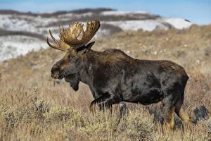 Portrait of Bull moose in sagebrush, Grand Teton National Park, Wyoming