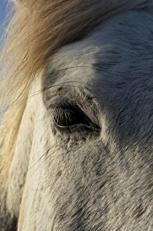 Images Dated 17th April 2012: Portrait of Camargue Horse, France