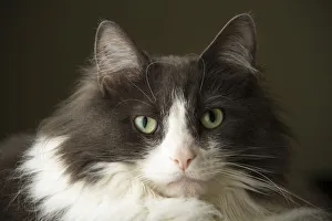 Staring Prints: Portrait of a cat, staring intensely. (PR)