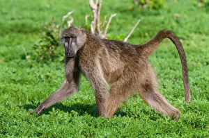 Baboon Prints: Portrait of a chacma baboon, Papio ursinus