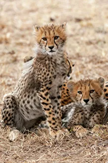 National Reserve Prints: A portrait of two cheetah cubs