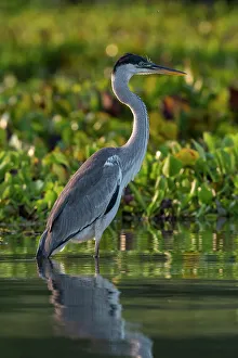 Mato Grosso Prints: Portrait of a Cocoi heron, Ardea Cocoi. Rio Claro, Pantanal, Mato Grosso, Brazil