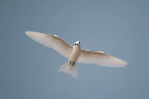 View From Below Prints: Portrait of a common white or fairy tern, Gygis alba, in flight. Denis Island, Seychelles