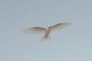 View From Below Prints: Portrait of a common white or fairy tern, Gygis alba, in flight. Denis Island, Seychelles