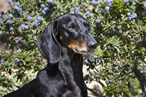 Dachshund Prints: Portrait of a Dachshund / Doxen standing in front of blue flowers